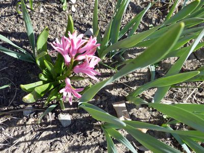 17 Apr Hyacinth