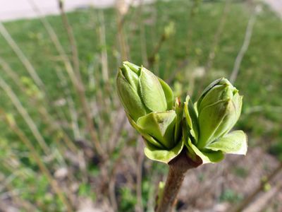 18 Apr Lilac bush