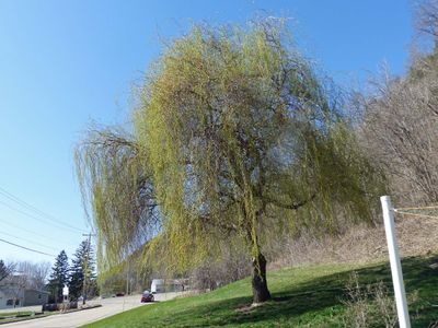 19 Apr Maralee's Willow tree