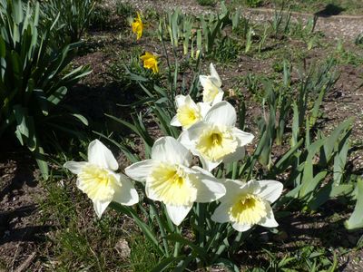 16 Apr White Jonquils