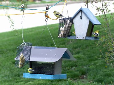 27 Apr American Goldfinches