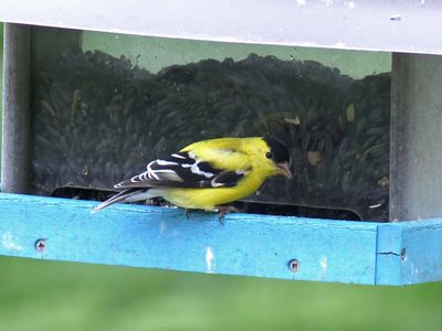 2 May American Goldfinch