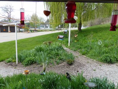 9 May Bird feeders galore