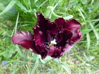 6 May Maralee's red tulip