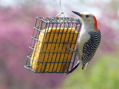 10 May Woody at the suet