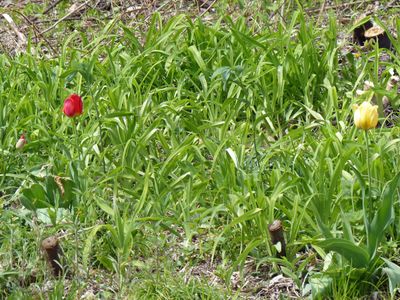 7 May Two tulips on the hill