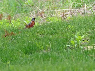 31 May Robin