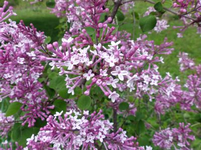 15 May Lilacs bloomed on Mother's Day