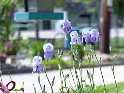 18 May Iris