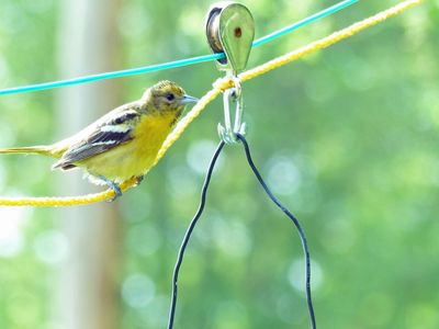 28 May American Goldfinch