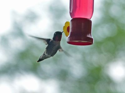 20 May Hummingbird at a feeder