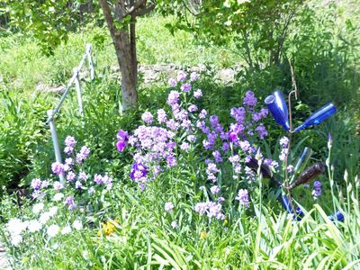 21 May Night Scented Stock
