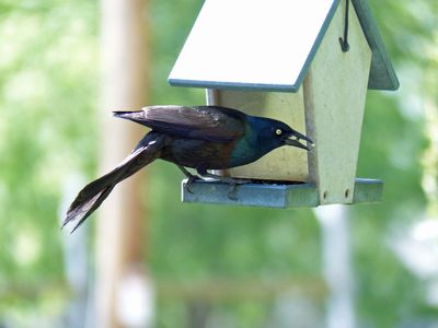 24 May 4 and 20 blackbirds
