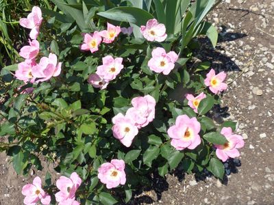 6 Jun Knock out roses
