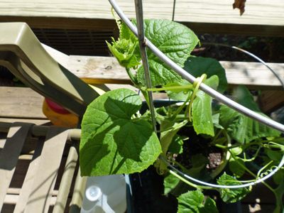 13 Jun Cucumber vine grabbing hold