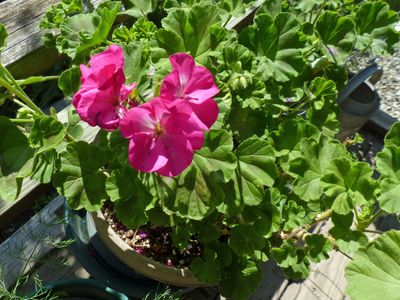 17 Jun Geranium