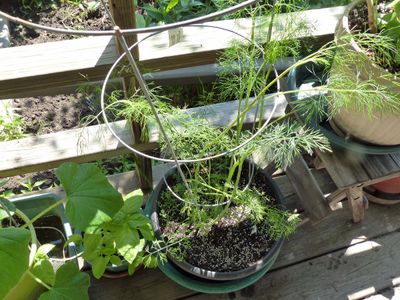 15 Jun Dill