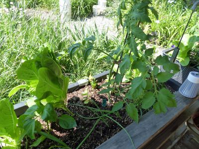 10 Jun Garden box number #1