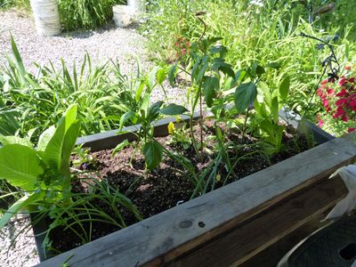11 Jun Garden box number #2