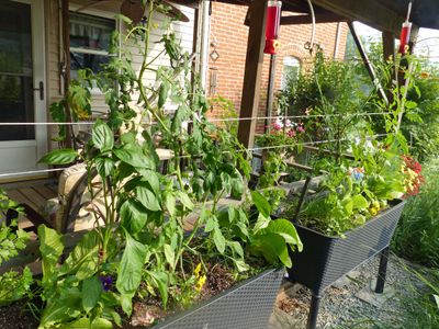 29 Jun Maralee's vegies