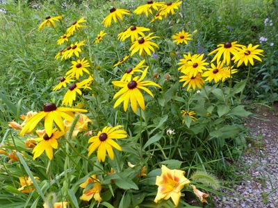 13 Jul Black-eyed Susan