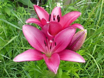 2 Jun Asiatic Lily