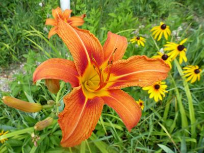 8 Jul Common Day Lily
