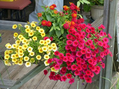 16 Jul Pretty flowers on the Right
