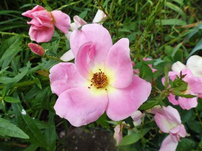 6 Jul Knock out rose