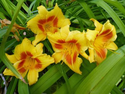 9 Jul Fancy Day Lily