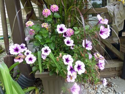 12 Jul Petunias and Lantana