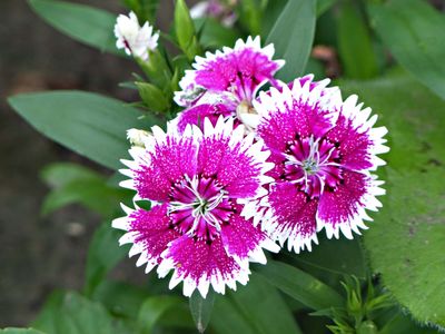 3 Jul Dianthus