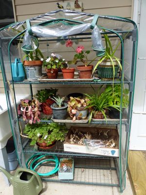 7 Aug Winter indoor plants