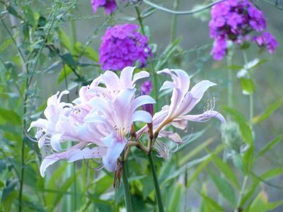 8 Aug Naked Lady lilies