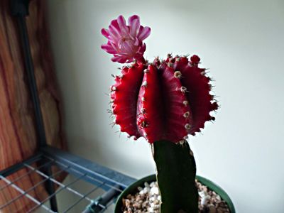 5 Aug Grafted moon cactus