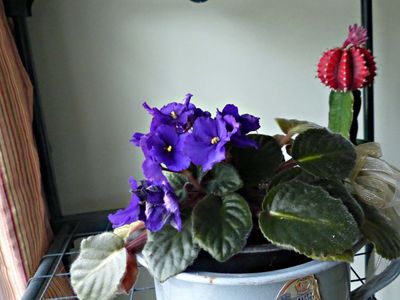 23 Aug Violet
