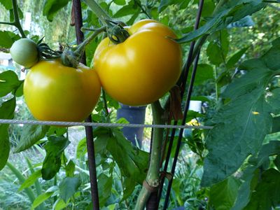 12 Aug Tomatoes on the vine