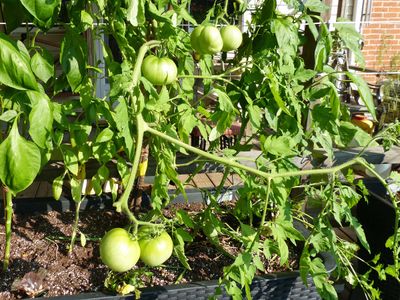 14 Aug More tomatoes on the vine
