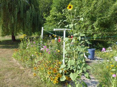 15 Aug 8 footer in the garden path
