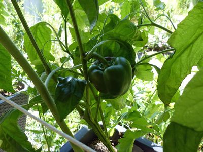 21 Aug Bell pepper