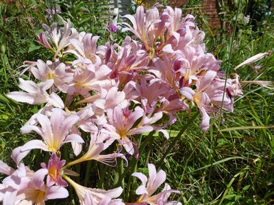 22 Aug A bunch of naked ladies