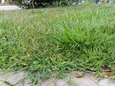 26 Aug The weeds need cutting