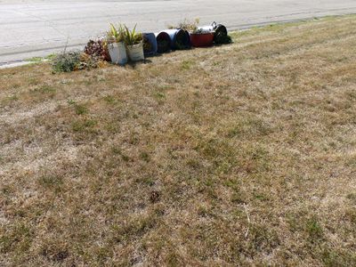 31 Aug Weeds ready for pick up