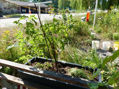 4 Sep Tomatoes on the vine