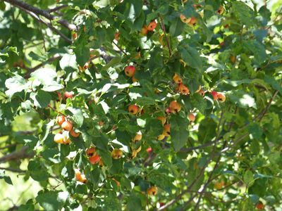 5 Sep Little apples