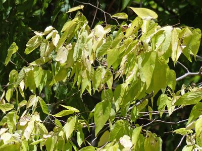 7 Sep Yellow leaves