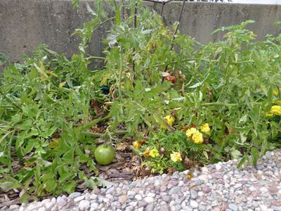 10 Sep Tomatoes on the vine