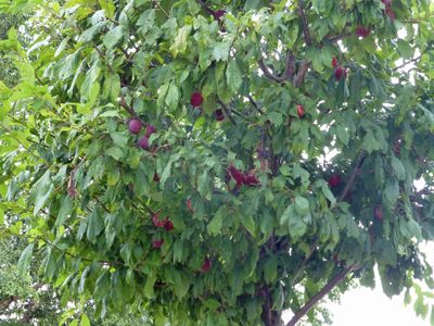16 Sep Prune tree with prunes