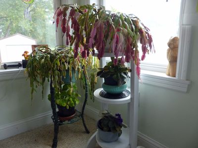 12 Oct Christmas Cactus in October
