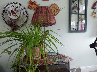 11 Oct Spider Plant